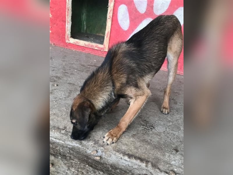 Tiamo – liebenswerter Traum auf 4 Pfoten, 1,5 Jahre alt