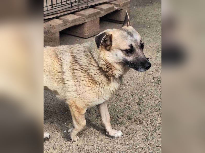 ⭐️TONI⭐️, Rüde, 2 Jahre, 34 cm, Mischling, Tierschutz