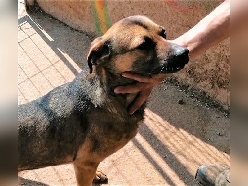 Tiamo – liebenswerter Traum auf 4 Pfoten, 1,5 Jahre alt