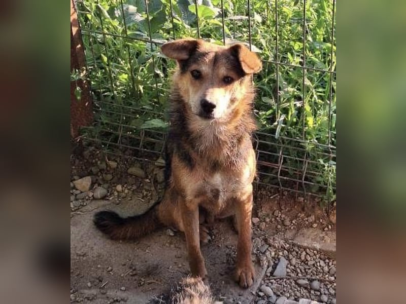 Akimo Tierschutzhund sucht ein Zuhause