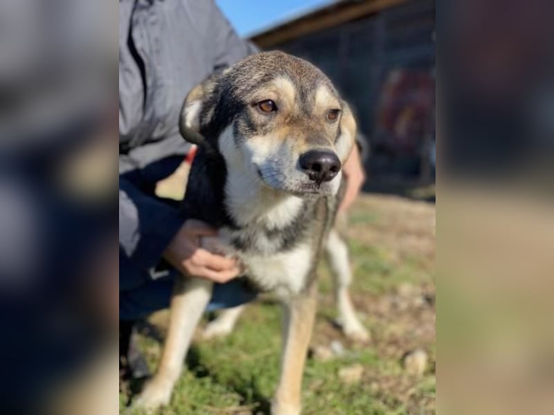 Beny Tierschutzhund sucht ein Zuhause