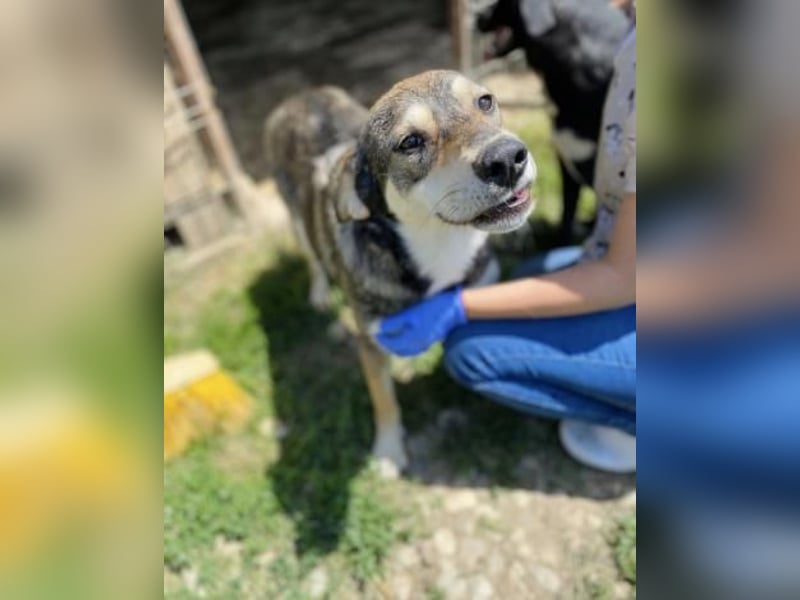 Beny Tierschutzhund sucht ein Zuhause