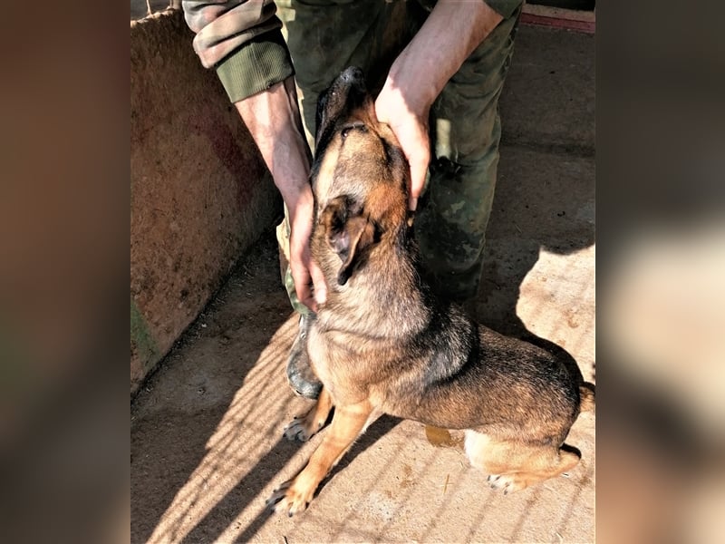Tiamo – liebenswerter Traum auf 4 Pfoten, 1,5 Jahre alt