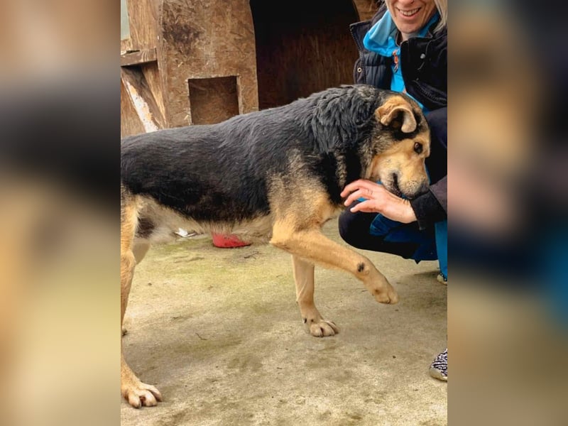 ⭐️MATTES⭐️, Rüde, 6,5 Jahre, 54 cm, Mischling, Tierschutz