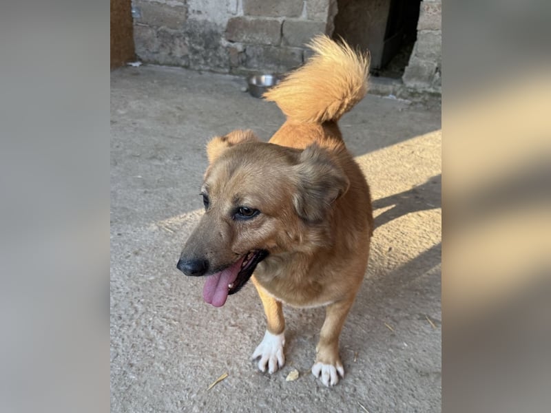NALO, Rüde, 3 Jahre, 45cm, Mischling, Tierschutz