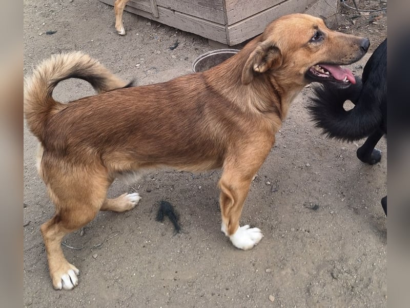 NALO, Rüde, 3 Jahre, 45cm, Mischling, Tierschutz