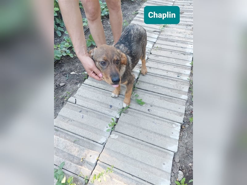 Chaplin – 4 Monate alter Angsthase, aber so hübsch