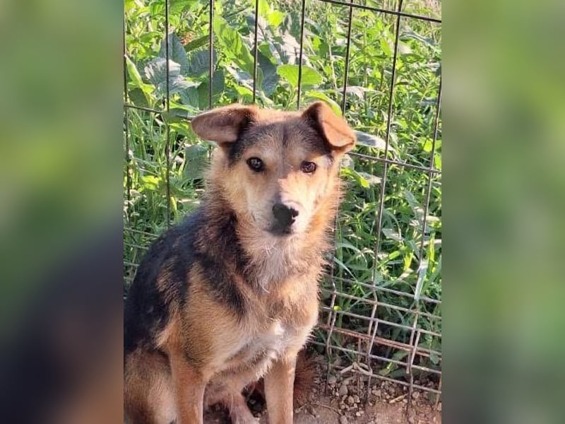 Akimo Tierschutzhund sucht ein Zuhause