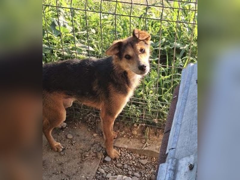 Akimo Tierschutzhund sucht ein Zuhause