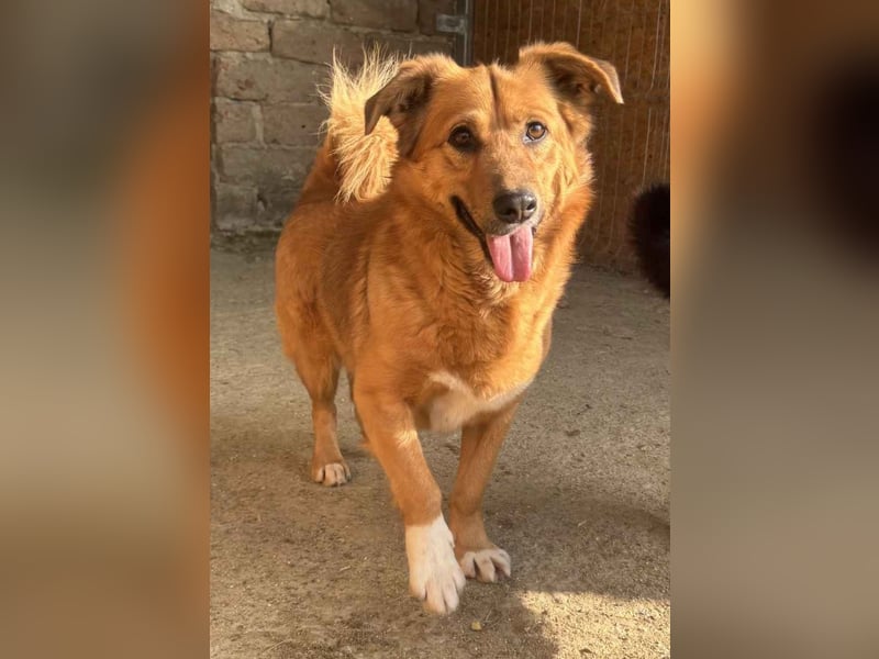 NALO, Rüde, 3 Jahre, 45cm, Mischling, Tierschutz