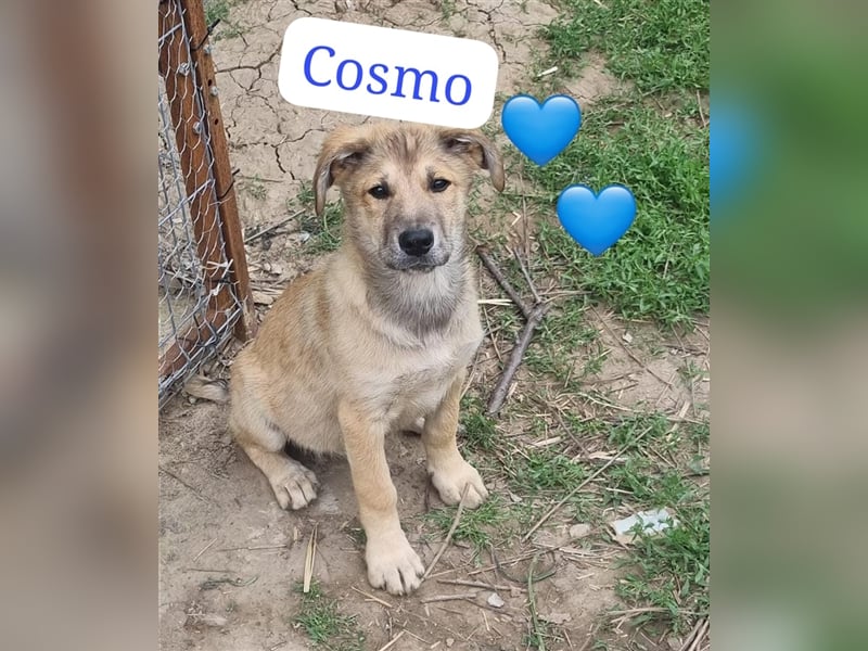 Hübscher Bub Cosmo (Welpe) möchte Rumänien schnell verlassen
