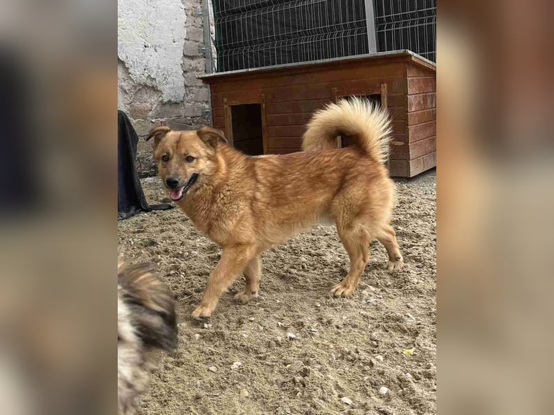 ERWIN, Rüde, 1,5 Jahre, 32cm, Mischling, Tierschutz, auf PFLEGESTELLE