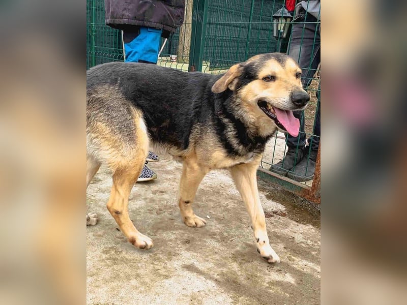⭐️MATTES⭐️, Rüde, 6,5 Jahre, 54 cm, Mischling, Tierschutz