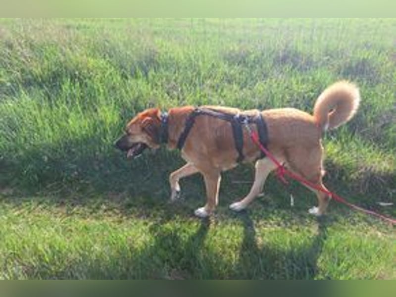 FREDDY - sanfter Herzenshund, der mit seiner ruhigen und...
