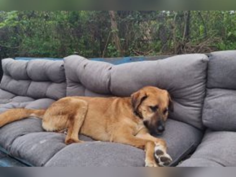 FREDDY - sanfter Herzenshund, der mit seiner ruhigen und...