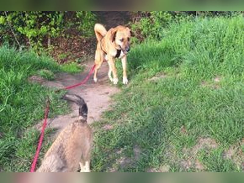 FREDDY - sanfter Herzenshund, der mit seiner ruhigen und...