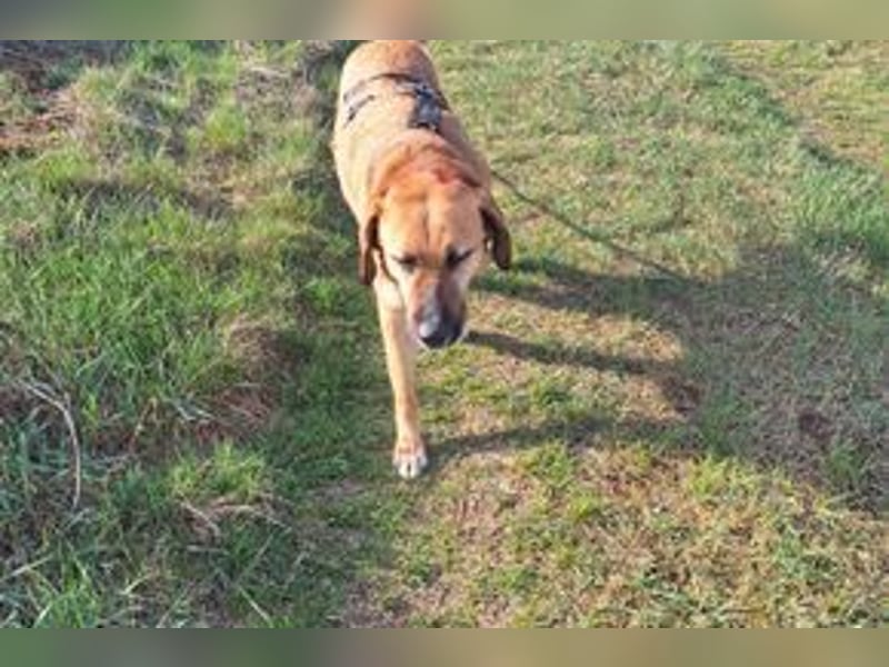 FREDDY - sanfter Herzenshund, der mit seiner ruhigen und...