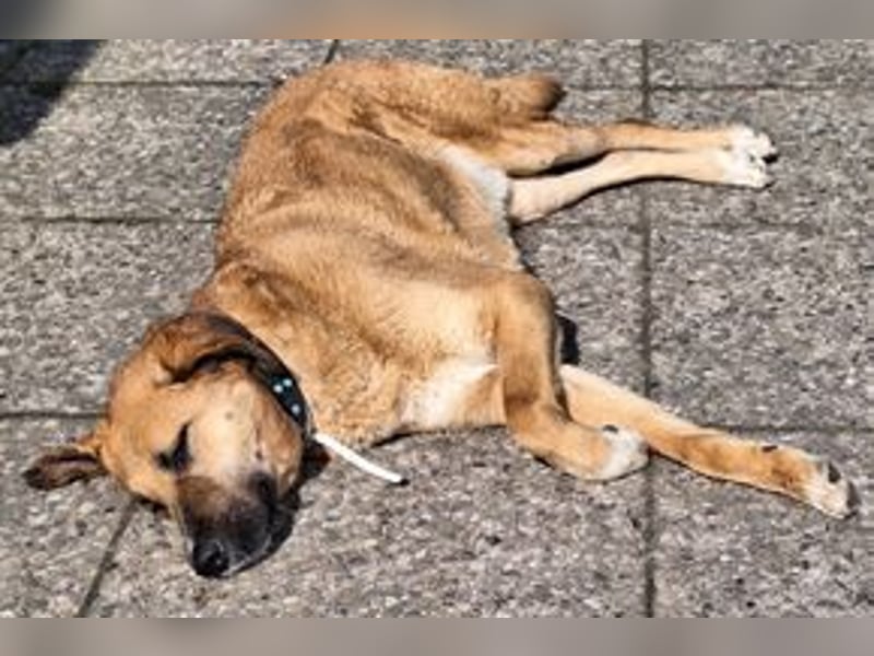 FREDDY - sanfter Herzenshund, der mit seiner ruhigen und...