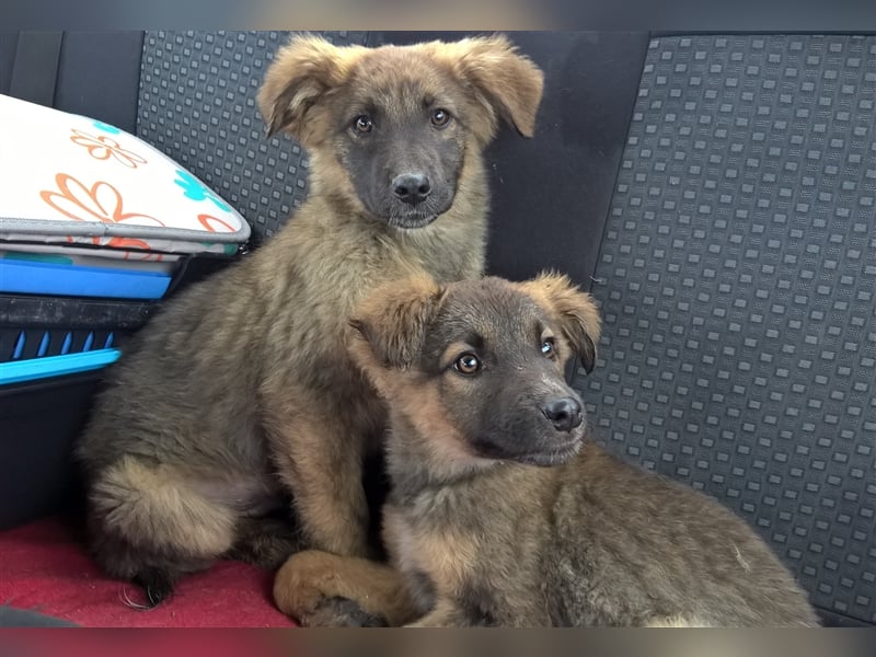 FEBRUAR ❤ sucht Zuhause oder Pflegestelle