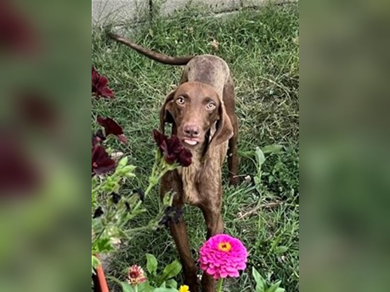 DOBBY ❤  sucht Zuhause oder Pflegestelle