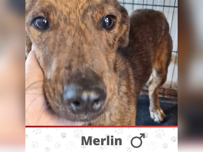 MERLIN ❤ EILIG! sucht Zuhause oder Pflegestelle