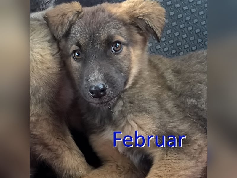 FEBRUAR ❤ sucht Zuhause oder Pflegestelle