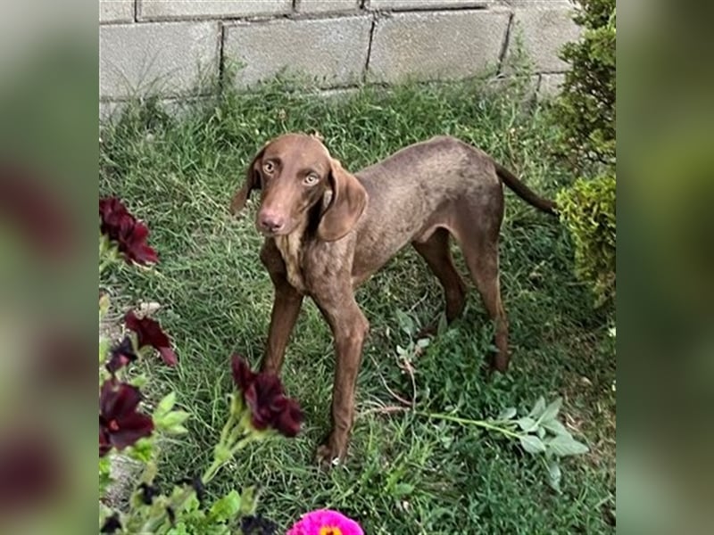 DOBBY ❤  sucht Zuhause oder Pflegestelle