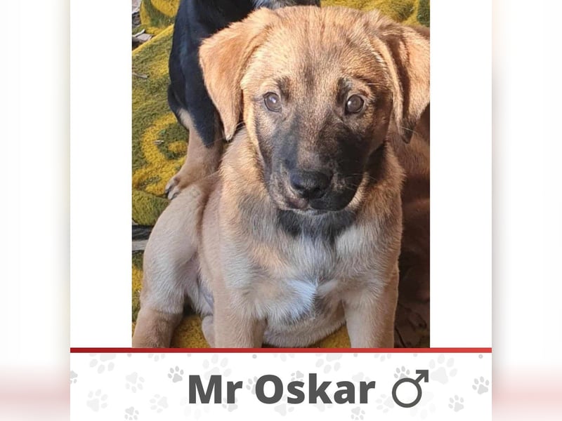 Mr OSKAR ❤️ EILIG! sucht Zuhause oder Pflegestelle