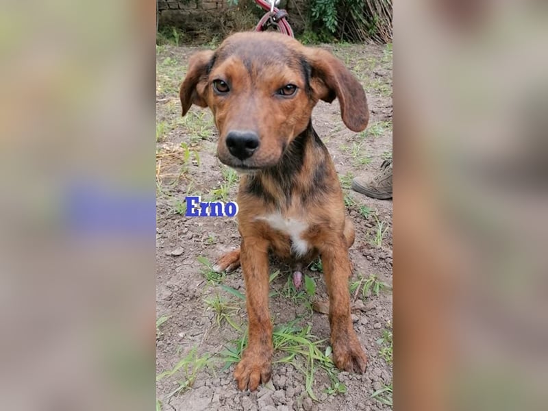 ERNO sucht liebevolles Zuhause