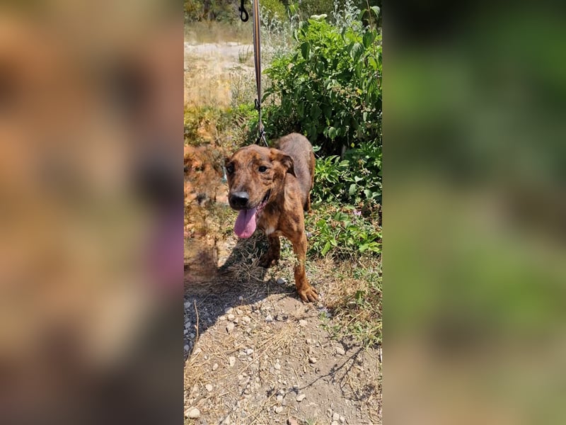 MERLIN ❤ EILIG! sucht Zuhause oder Pflegestelle