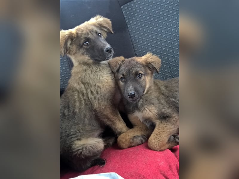 FEBRUAR ❤ sucht Zuhause oder Pflegestelle