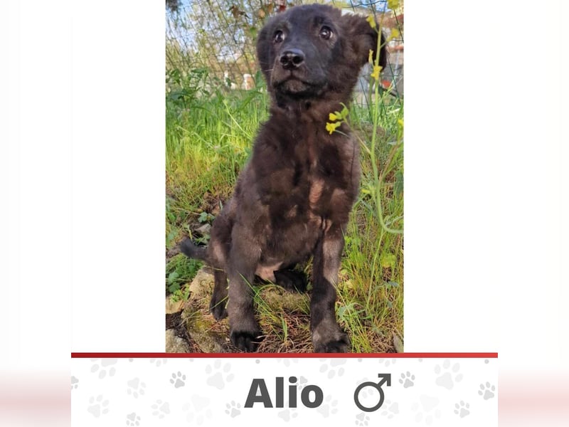 ALIO ❤️  wartet in 26676 Barßel auf Dich