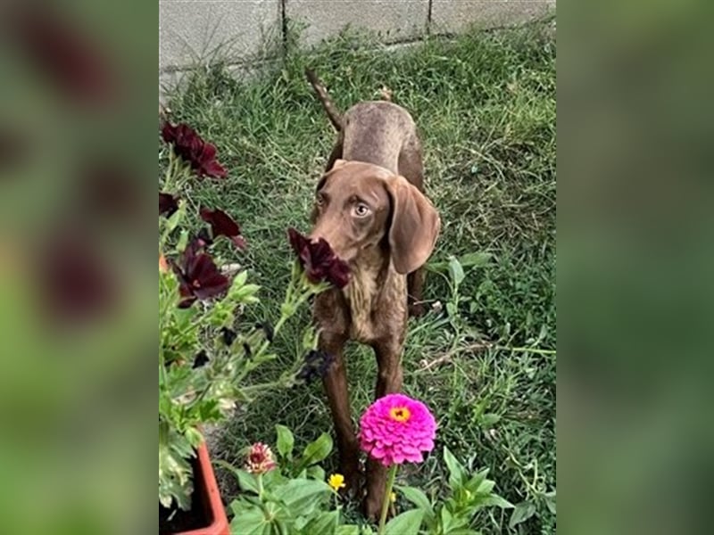 DOBBY ❤  sucht Zuhause oder Pflegestelle