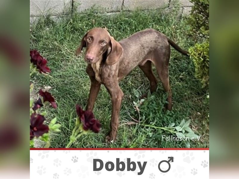 DOBBY ❤  sucht Zuhause oder Pflegestelle