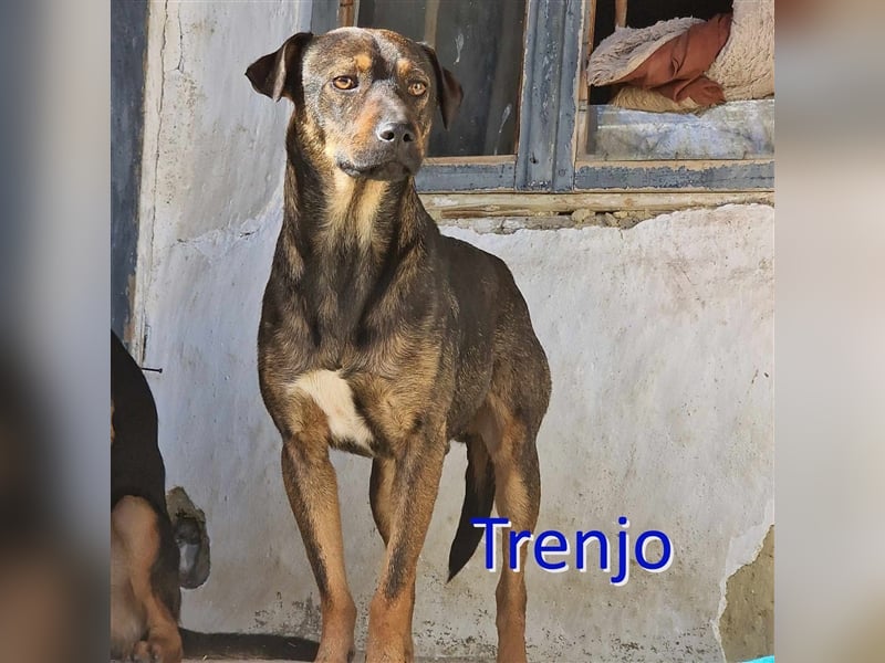TRENJO ❤ EILIG! sucht Zuhause oder Pflegestelle