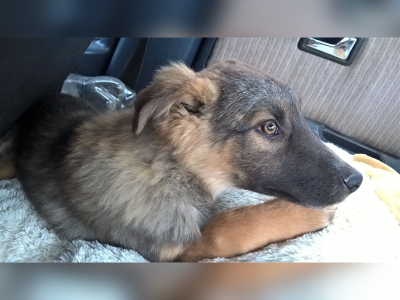 FEBRUAR ❤ sucht Zuhause oder Pflegestelle