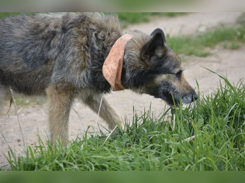 Jurko - Liebenswerter Zausel, ca. 6 Jahre alt
