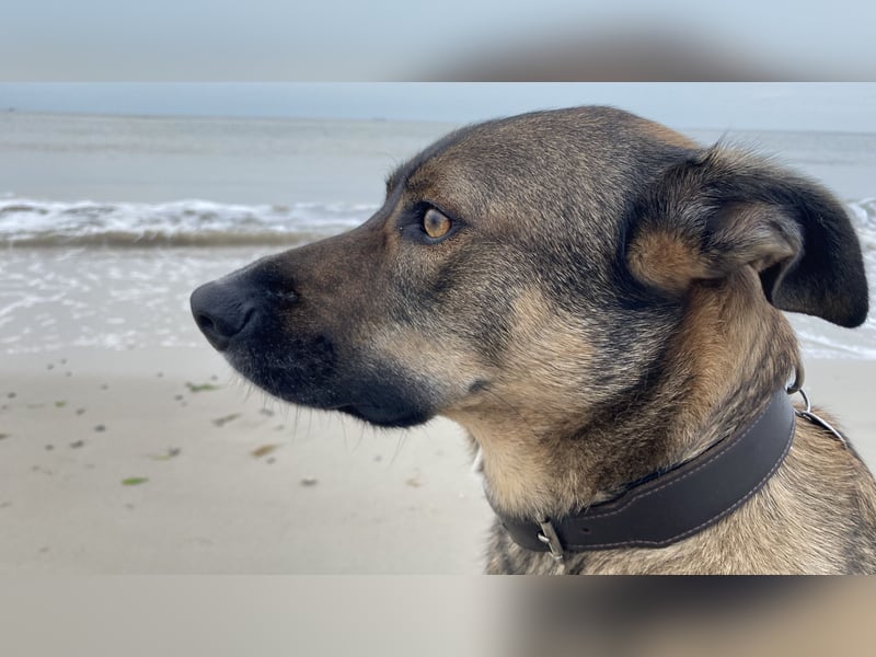 Tucker braucht ein neues Zuhause
