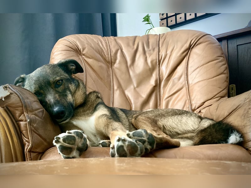 Tucker braucht ein neues Zuhause