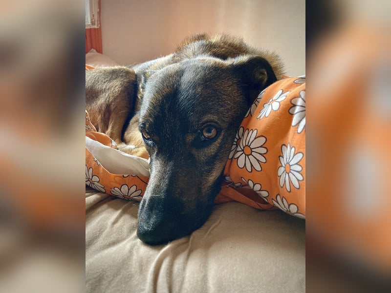 Tucker braucht ein neues Zuhause