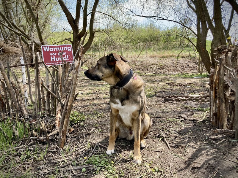Tucker braucht ein neues Zuhause