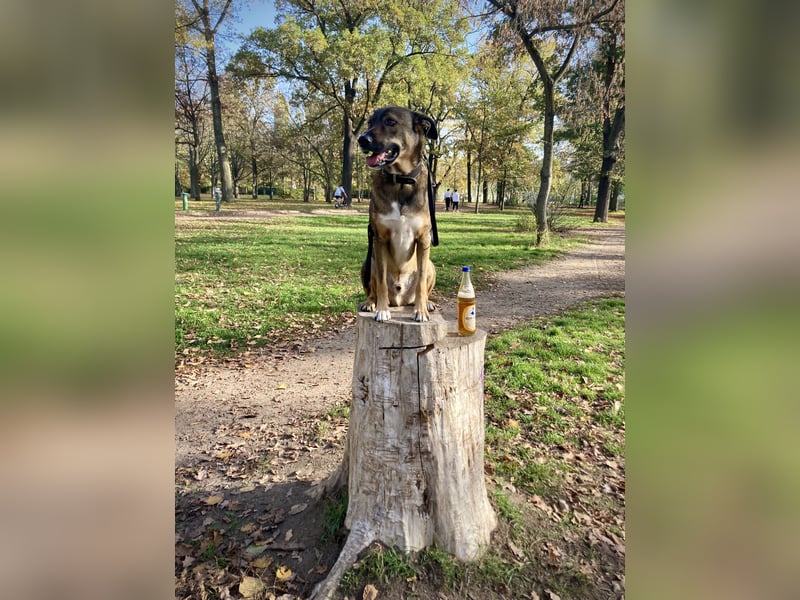 Tucker braucht ein neues Zuhause