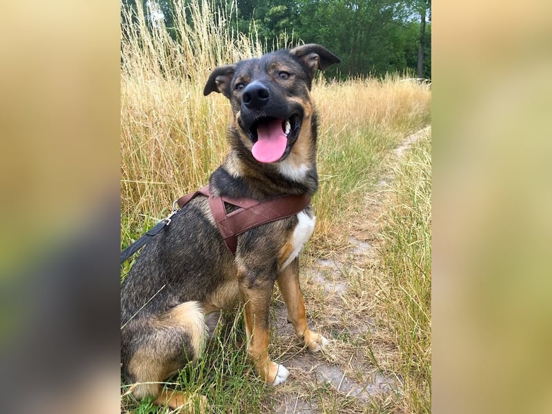 Tucker braucht ein neues Zuhause