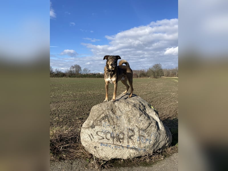 Tucker braucht ein neues Zuhause