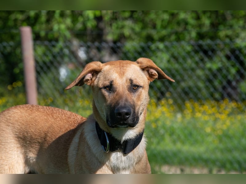 Nero sucht DRINGEND ein ZUHAUSE !