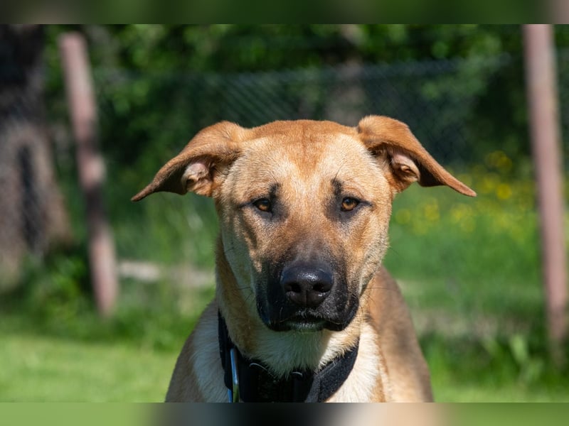 Nero sucht DRINGEND ein ZUHAUSE !