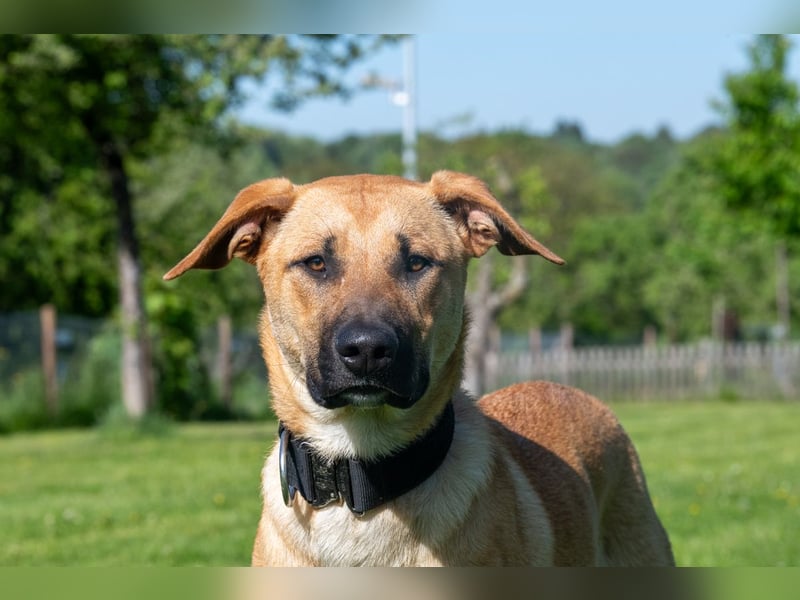 Nero sucht DRINGEND ein ZUHAUSE !