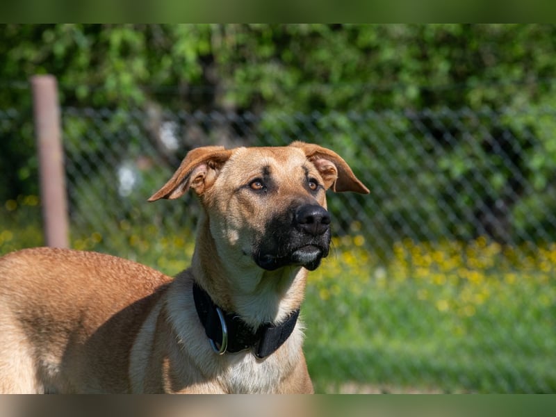 Nero sucht DRINGEND ein ZUHAUSE !