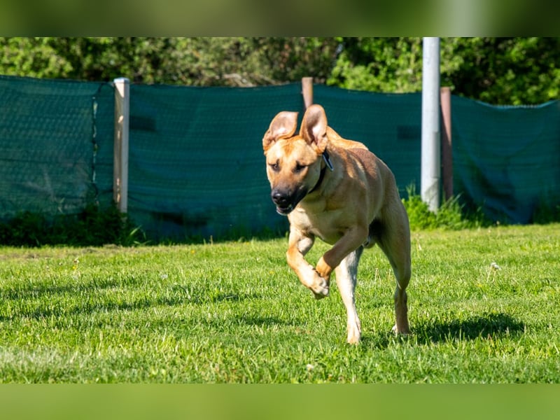 Nero sucht DRINGEND ein ZUHAUSE !
