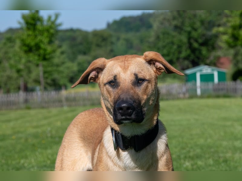 Nero sucht DRINGEND ein ZUHAUSE !